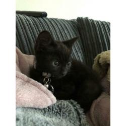 Male Siamese cross kitten - SOLD