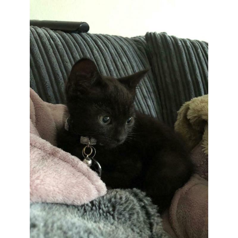 Male Siamese cross kitten - SOLD