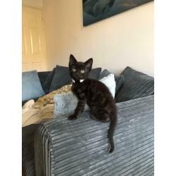 Male Siamese cross kitten - SOLD