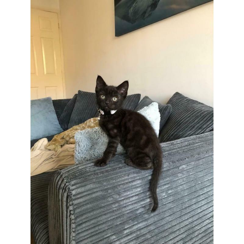 Male Siamese cross kitten - SOLD