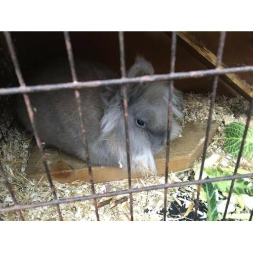 Double lion head rabbit