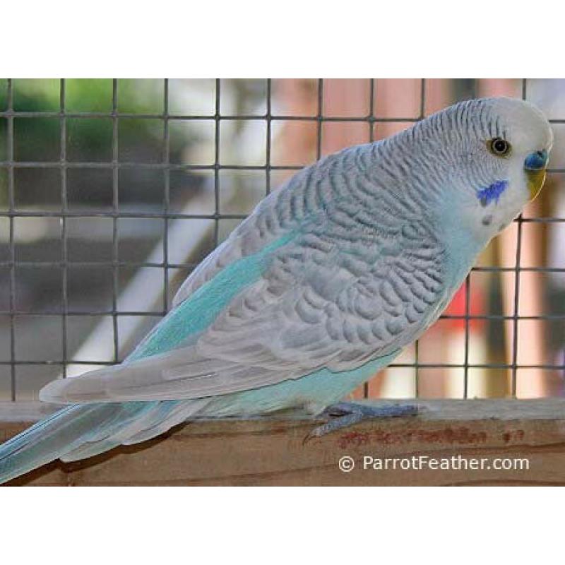 10 FREE BUDGIES all GONE