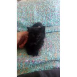 beautiful kitten for sale