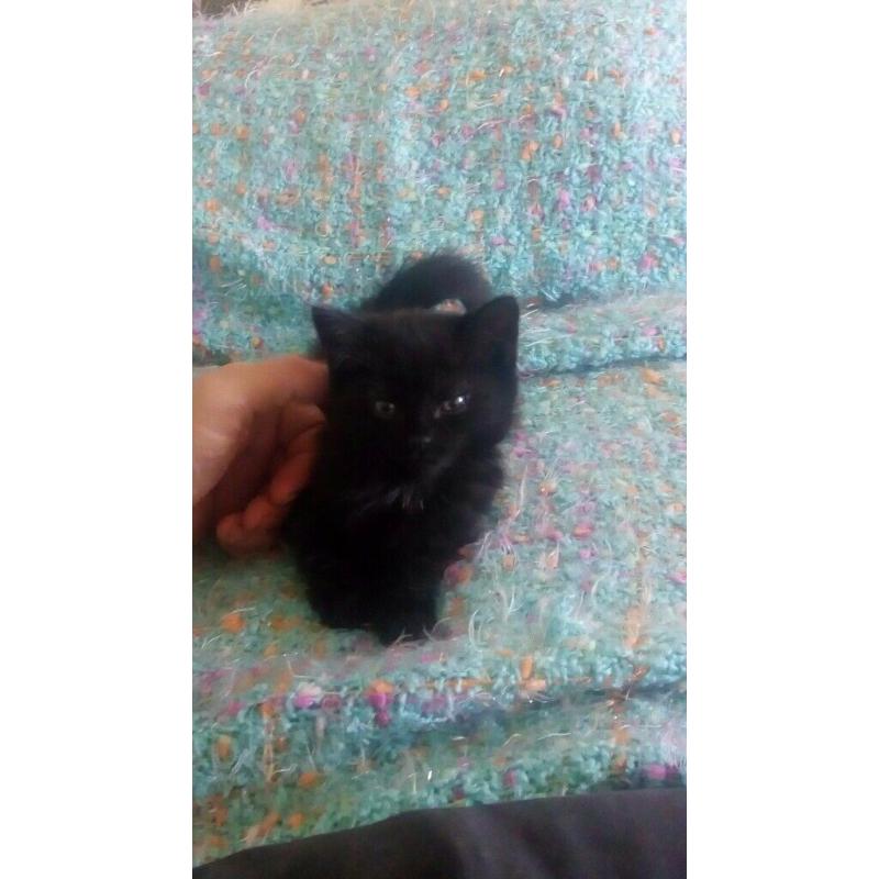 beautiful kitten for sale