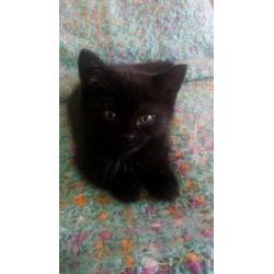 beautiful kitten for sale