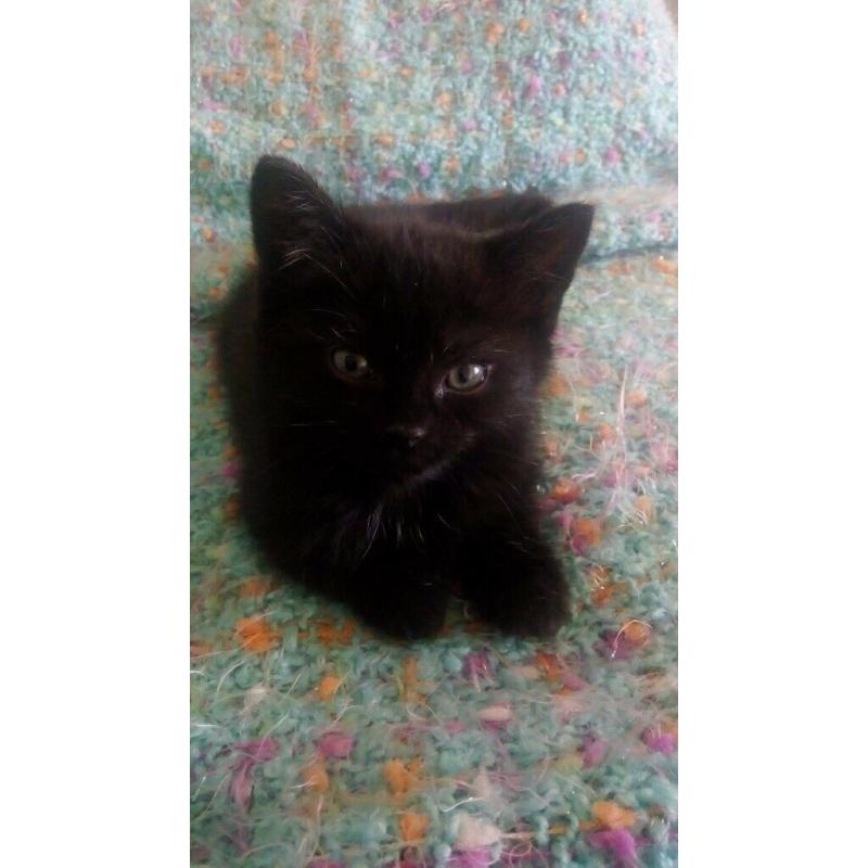 beautiful kitten for sale