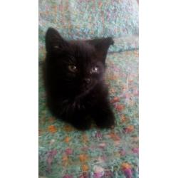 beautiful kitten for sale