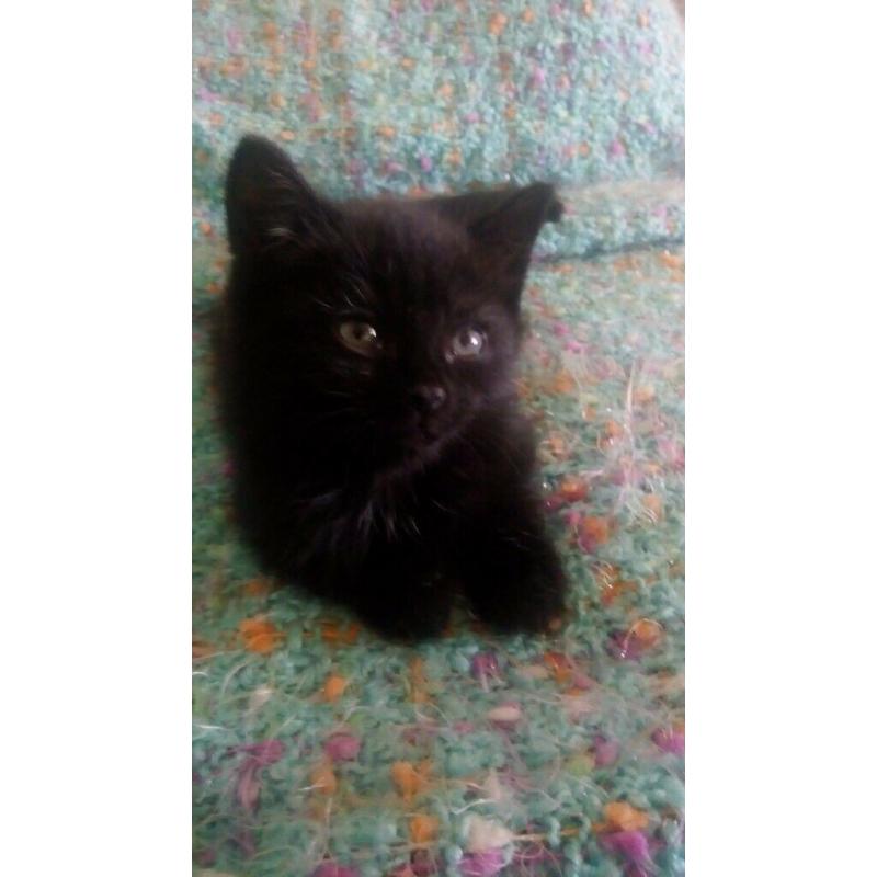 beautiful kitten for sale