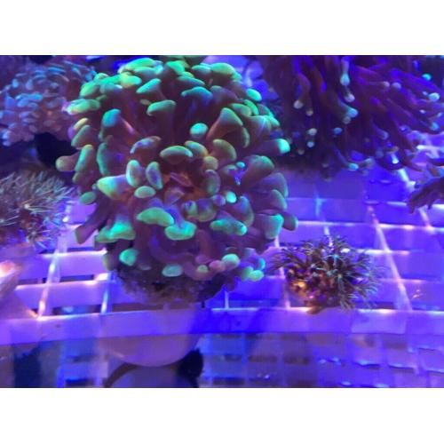 To tone hammer corals