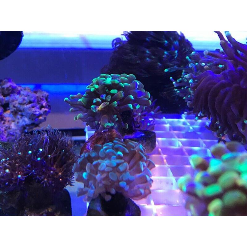 To tone hammer corals