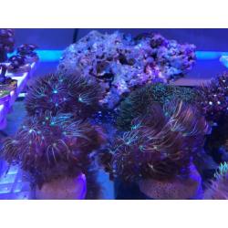To tone hammer corals