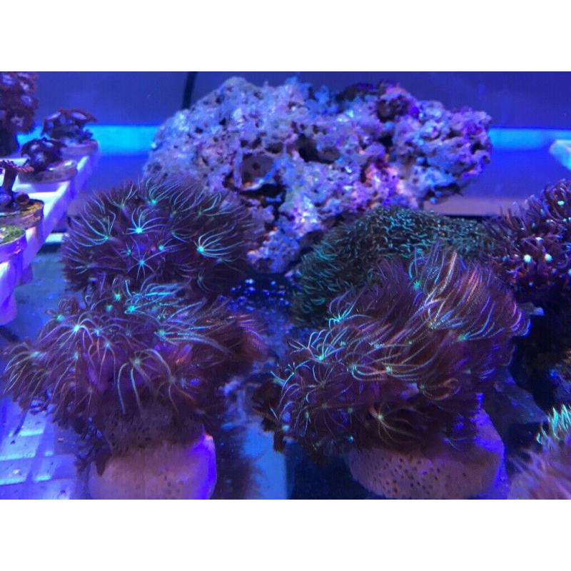 To tone hammer corals