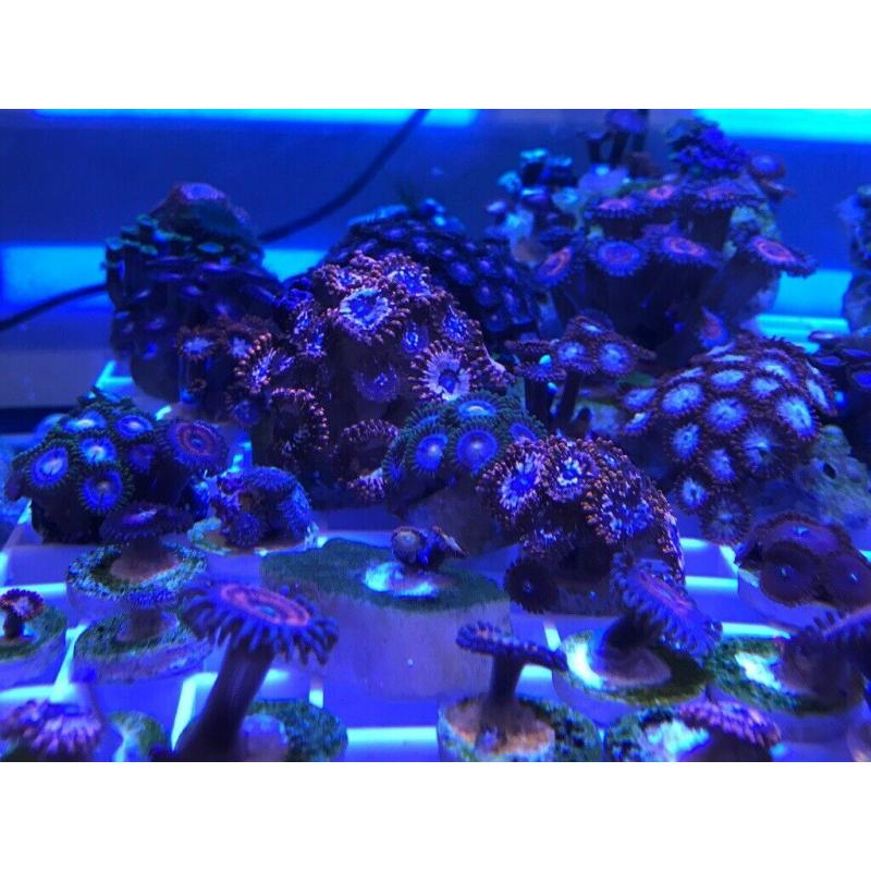 To tone hammer corals