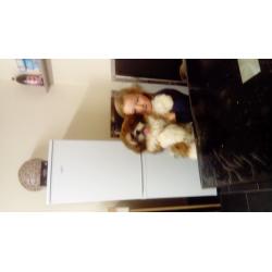 Shiatsu cross terrier puppies