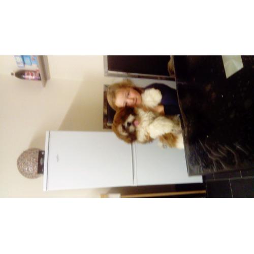 Shiatsu cross terrier puppies