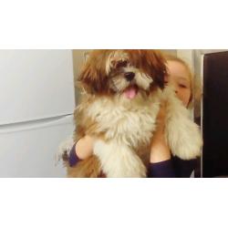 Shiatsu cross terrier puppies