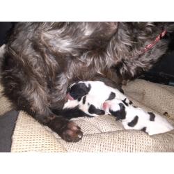 Shiatsu cross terrier puppies