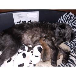 Shiatsu cross terrier puppies