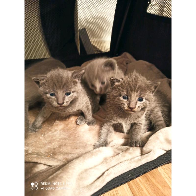 Russian blue kittens