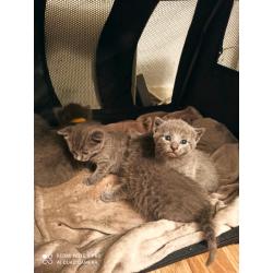 Russian blue kittens