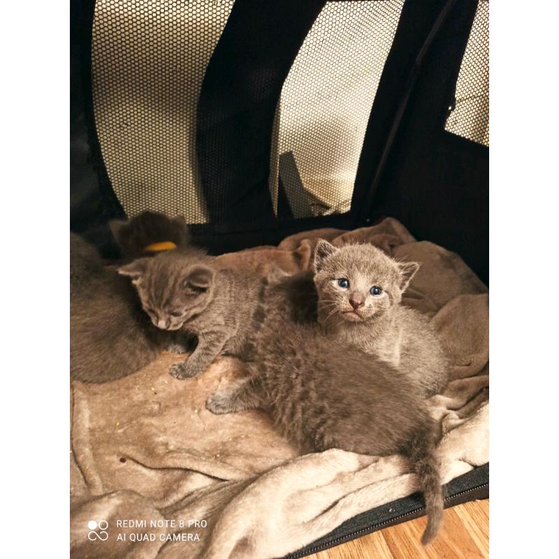 Russian blue kittens
