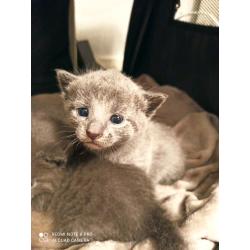 Russian blue kittens