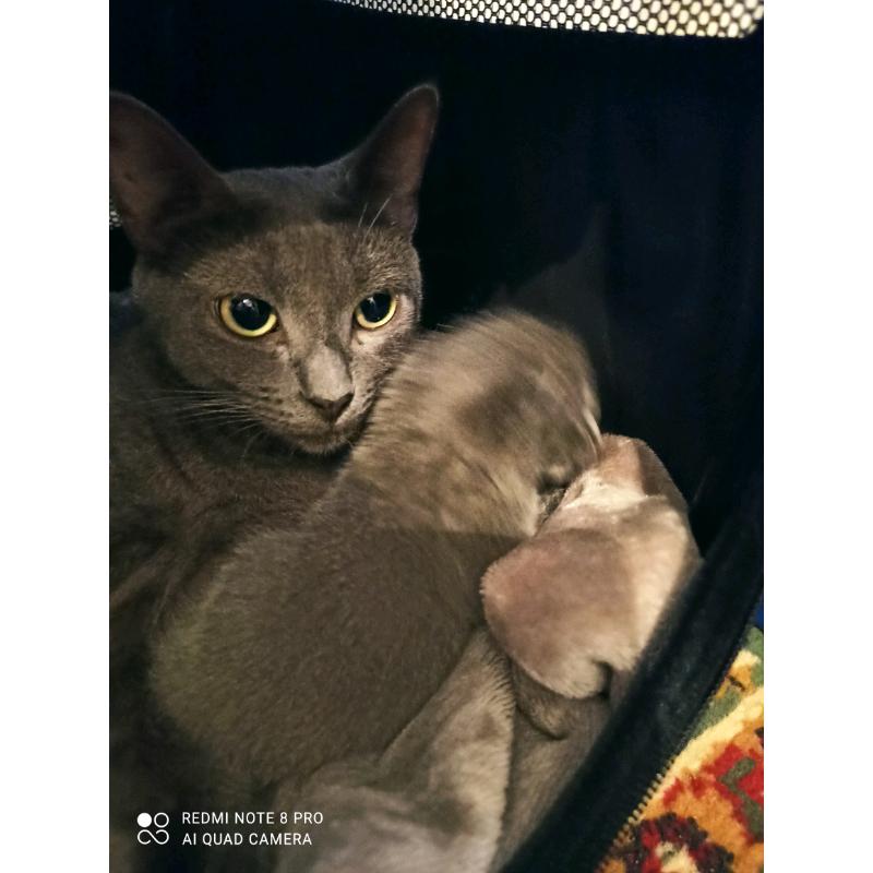 Russian blue kittens