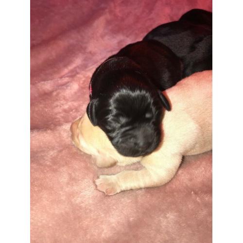 5 Kc reg pups left
