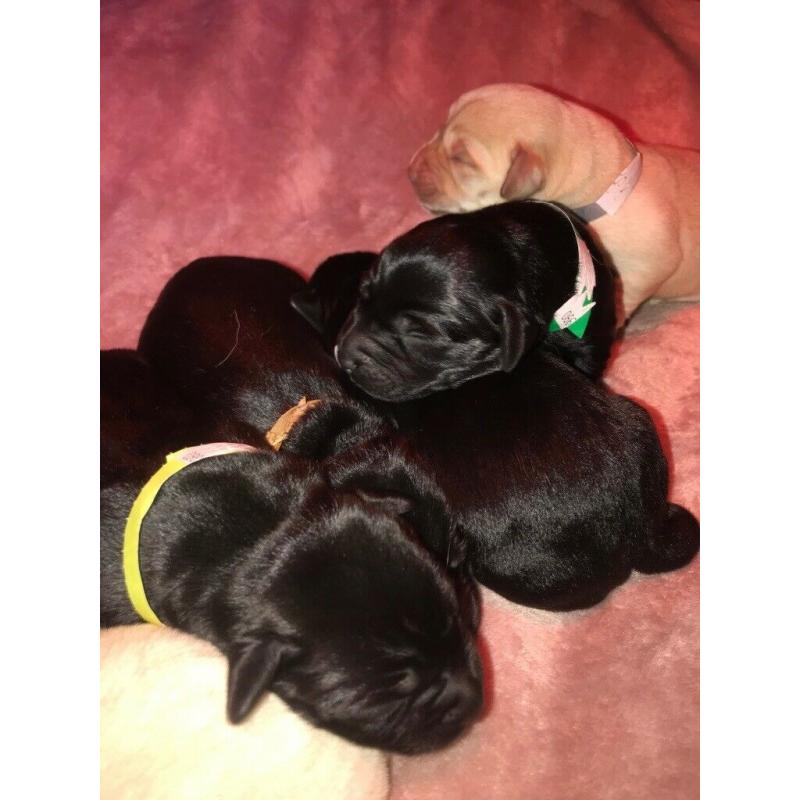 5 Kc reg pups left