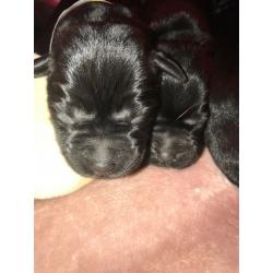 5 Kc reg pups left