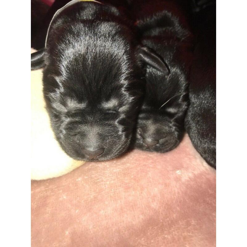 5 Kc reg pups left