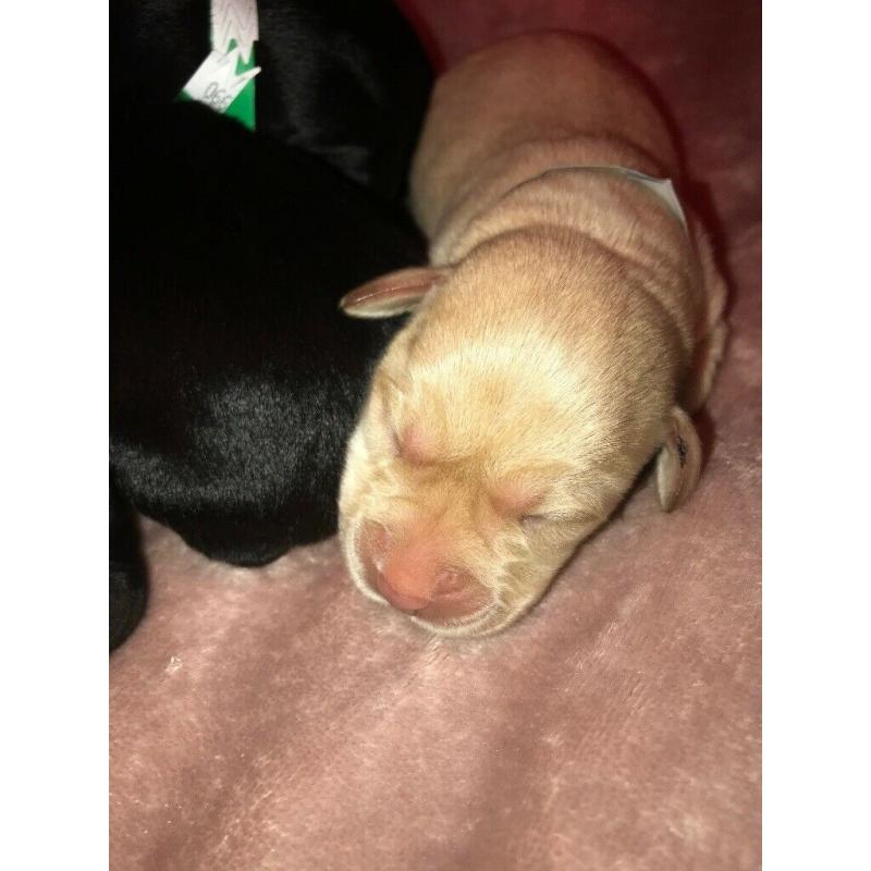 5 Kc reg pups left