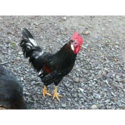4 Lovely Roosters ONO ?7 each