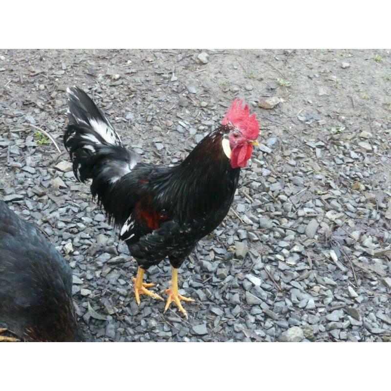 4 Lovely Roosters ONO ?7 each