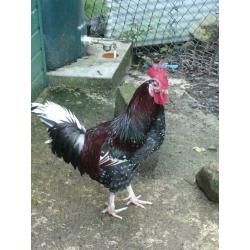 4 Lovely Roosters ONO ?7 each