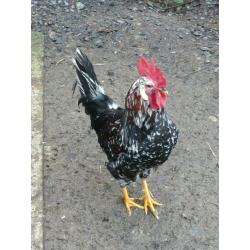 4 Lovely Roosters ONO ?7 each