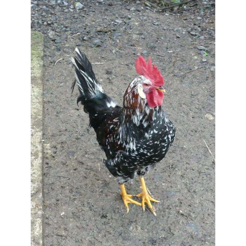 4 Lovely Roosters ONO ?7 each