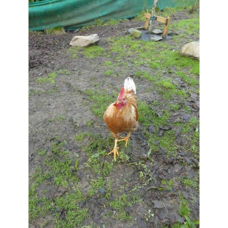 4 Lovely Roosters ONO ?7 each