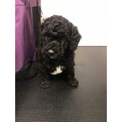 Toy poodle puppy - *last boy*
