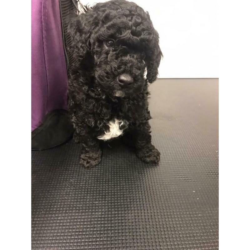 Toy poodle puppy - *last boy*