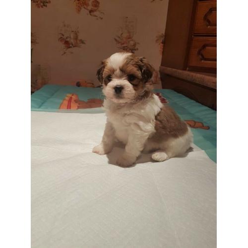 Miniature shih tzu pups