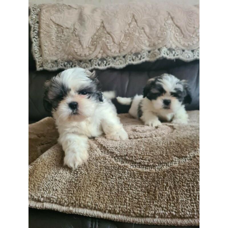 Miniature shih tzu pups