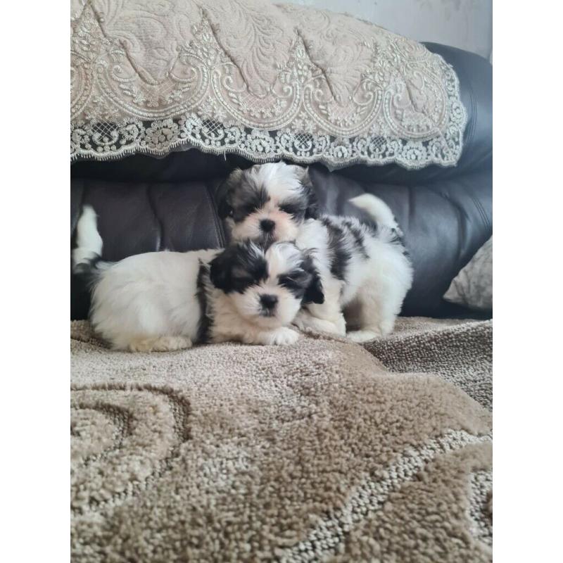 Miniature shih tzu pups