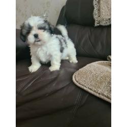 Miniature shih tzu pups