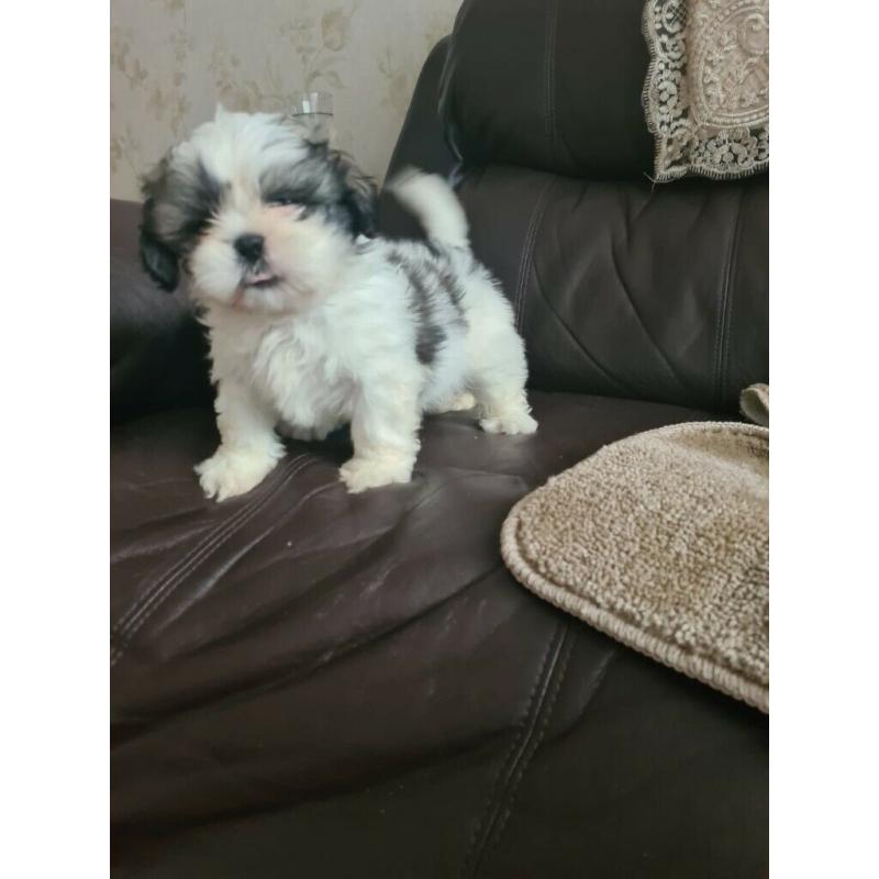 Miniature shih tzu pups
