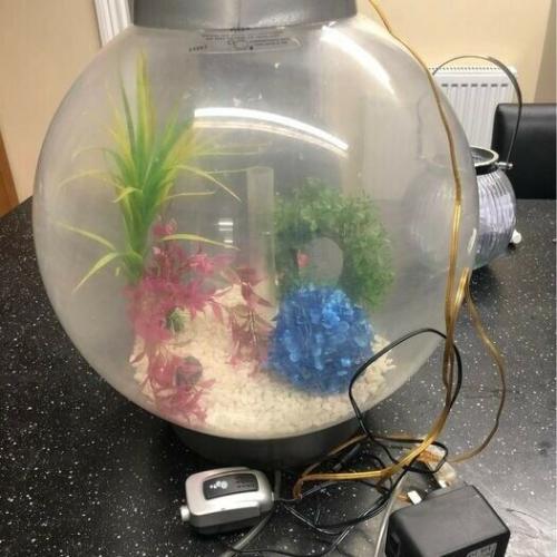 Can deliver Biorb fish tank aquarium with stones ornaments light and pump sphere round