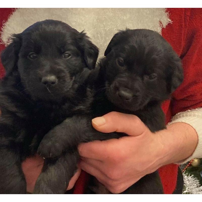Labrador Puppies