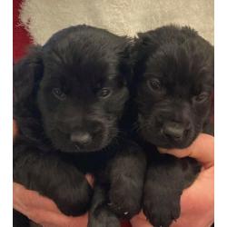 Labrador Puppies