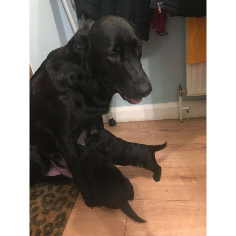 Labrador Puppies