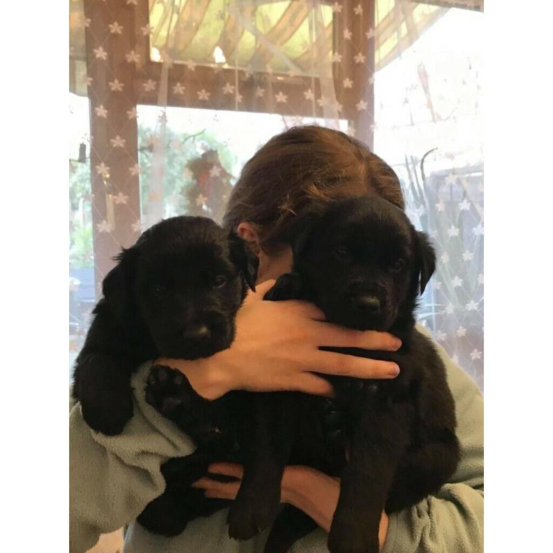 Labrador Puppies